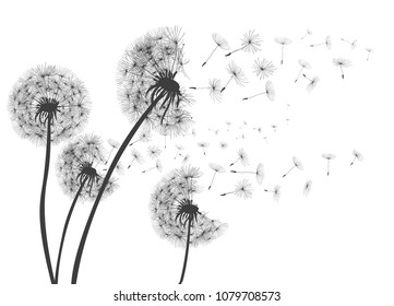 Abstract Dandelions dandelion with flying seeds – for stock