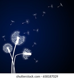 Abstract dark blue background with silhouette dandelion flowers and seeds, vector illustration.