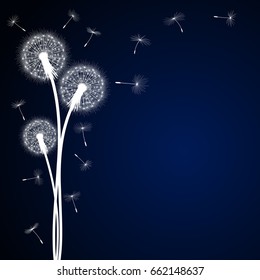 Abstract dark blue background with silhouette dandelion flowers and seeds, vector illustration.