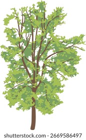 Árbol caducifolio Abstractas con corona verde para el diseño del paisaje en estilo realista de la historieta aislado en el fondo blanco