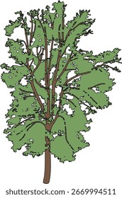 Árbol caducifolio Abstractas con corona verde para el diseño del paisaje en estilo realista de la historieta aislado en el fondo blanco
