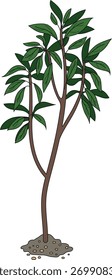 Abstract deciduous tree isolated on white background