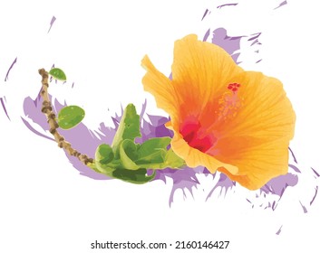 Abstract Deep yellow Chinese Rose flower with color splashed on white background. (Scientific name Hibiscus rosa-sinensis)
