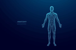 Abstract Digital Human Body. Polygonal Wireframe Silhouette. Low Poly Anatomy Blue Background. Technology Futuristic Man Or Woman Model. 3D Vector Illustration Consists Of Thin Lines, Connected Dots.