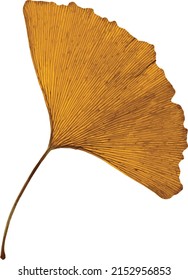 Abstract of Dried ginkgo leaves. (Scientific name Ginkgo biloba)
