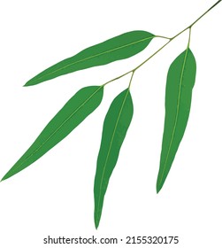 Abstract Eucalyptus leaves isolate on a white background. (Sicentific name Eucalyptus globulus Labill or Eucalyptus citriodora Hook.)