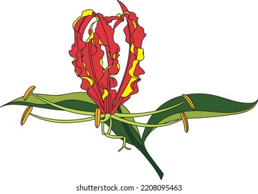 Abstract of Flame lily, Climbing lily, Turk's cap flower with leaf on white background. (Scientific name Gloriosa superba)