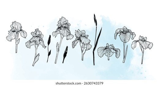 Abstract floral background with black poppy flowers and leaves. Hand drawn light blue watercolor frame, border. Vector design of card, banner, invitation, advertising and packaging