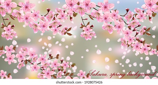 Abstract floral background. Blossoming branches of Japanese cherry and falling petals on colored abstract background, postcard, banner. Pink Sakura texture, EPS 10, vector