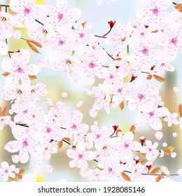Abstract floral background. Blossoming branches of Japanese cherry and falling petals on colored abstract background in a random arrangement square format, card, banner. Pink Sakura texture,  vector