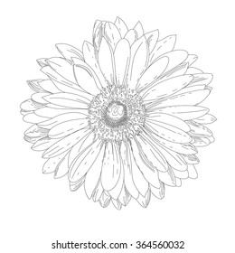 Abstract Floral Background. Gerbera Daisy. Element For Design. Vector Eps 8