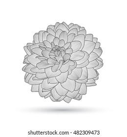 Resumen del fondo floral. Dahlia de flores vectoriales. Elemento para el diseño.