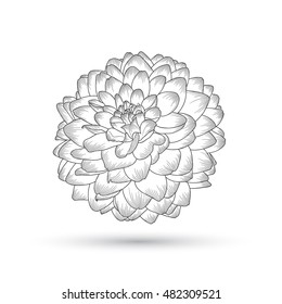 Resumen del fondo floral. Dahlia de flores vectoriales. Elemento para el diseño.