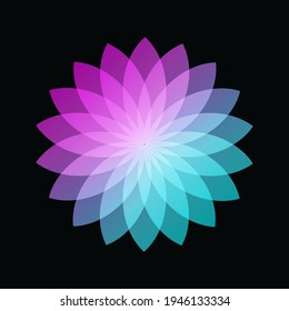 Abstract floral pattern design graduated pink to blue colours on a black background . Lotus petals