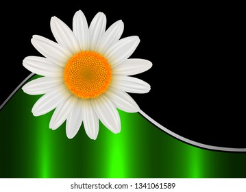 Abstract flower background with white daisy flower, vector illustration