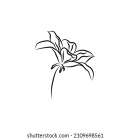 Flor abstracta dibujada a mano en línea continua. Estilo minimalista. Elemento de diseño floral primaveral. Diseño floral natural. Dibujo gráfico, dibujo de esbozo. Lily.