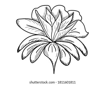 Resumen de la imagen gráfica de la flor en un fondo aislado. Idea para tarjetas de felicitación, banners para flor, tienda de regalos.