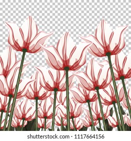 Abstract flowers, bottom view on a transparent backdrop, vector illustration, colorful drawing. Drawn white red buds, petals and stalks growing upwards. Floral background, card, design element, print