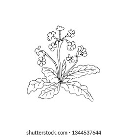 Abstract flowers isolated, great design for any purposes. Outdoor floral background. Spring blossom. Graphic element. Sketch black plant on white.