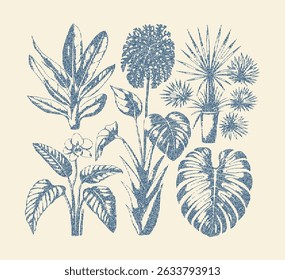 Abstract foliage elements isolated on a white background. Tropical leaves set. Collection of black and white graphic silhouettes. Set Leaf. Exotics. Vintage vector botanical illustration. 