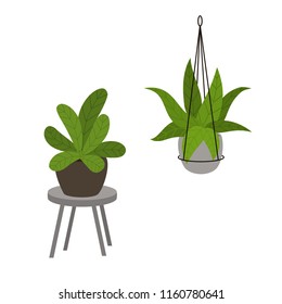abstract foliage houseplants in pots in modern decorative standing and hanging planters vector illustration