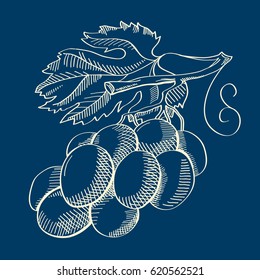 Abstract fruit hand drawn concept with bunch of grapes and leaves on blue background isolated vector illustration