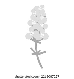 An abstract grayscale image of flowering phlox. Sticker. icon. Isolate. Hello spring. Summer season
