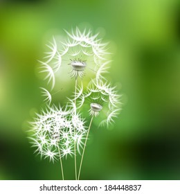Abstract green background with  flower dandelion