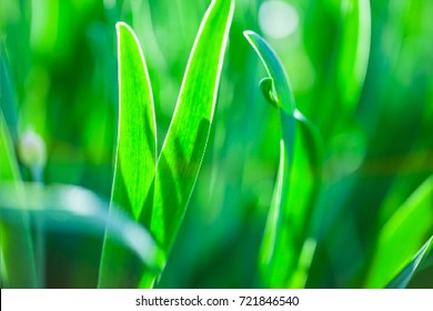 The abstract green and blue blurred gradient background with light. Nature backdrop. Vector illustration. Ecology concept for your graphic design, banner or poster