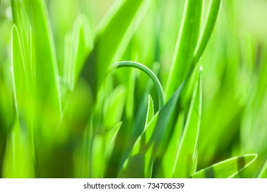 The abstract green  blurred gradient background with light. Nature backdrop. Vector illustration.