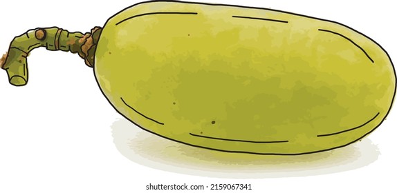 Abstract of green grape on white background.