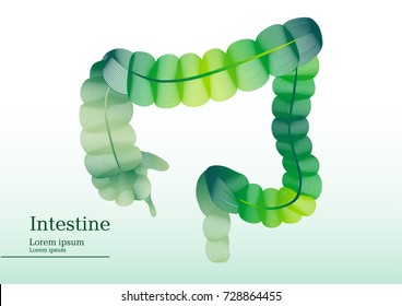 Abstract green illustration of intestine
