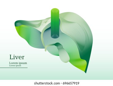 Abstract green illustration of liver section