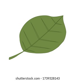 Abstract green leaf isolated on white background. Vector Illustration.