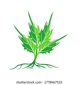 planta de hojas verdes abstractas con fondo blanco. vector de ilustración
