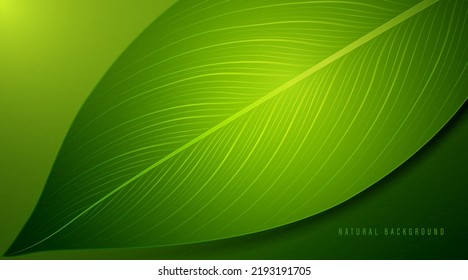 Abstract green leaf texture. Nature background. Tropical leaves. Fresh green leaf shape design element. Suit for banner, cover, backdrop, poster, booklet. Vector illustration
