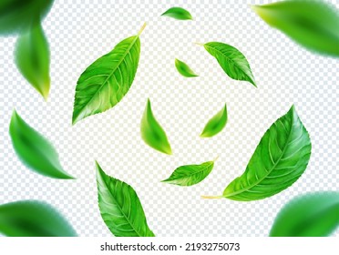 Abstract green leaves background. Tea leaves, a useful component for cosmetics. Vector illustration.