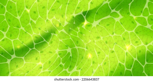 Abstract green wallpaper or plant cells with nuclears texture under a microscope seamless pattern. Leaf tissue layer vector macro illustration. Microbiology background. Scientific structure.