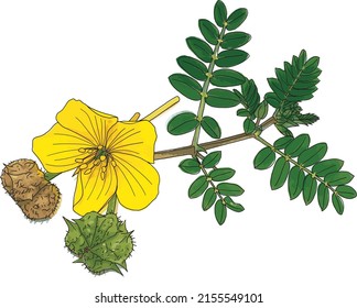 Abstrakte Gruppe der Dornpflanze des Teufels. (Wissenschaftliche Bezeichnung Tribulus terrestris)
