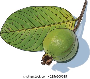 Abstract Guava and leaves with shadow on white background. (Scientific name Psidium guajava)