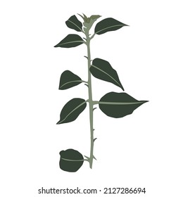 Abstract hand drawing green rose leaves vector. For your own design of bouquets, cards, branch and invitations. Isolated on white background.