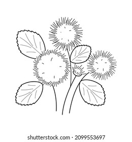 Abstract Hand Drawn Ageratum Flower Plant Botanic Floral Nature Bloom Doodle Concept Vector Design Outline Style On White Background Isolated