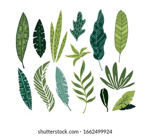Feuilles de gribouillis dessinées à la main, palmier. Design botanique. Éléments de conception de modèle pour arrière-plan, motif, bannière. Fleurs. Feuilles placées.