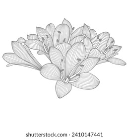 Abstract  hand drawn floral pattern with clivia flowers.. Vector illustration. Element for design.