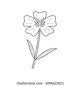 Abstract Hand Drawn Flower Buttercup Plant Botanic Floral Nature Bloom Doodle Concept Vector Design Outline Style On White Background Isolated