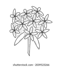 Abstract Hand Drawn Flower Plant Ixora Botanic Floral Nature Bloom Doodle Concept Vector Design Outline Style On White Background Isolated