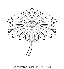 Abstract Hand Drawn Flower Plant Gerbera Botanic Floral Nature Bloom Doodle Concept Vector Design Outline Style On White Background Isolated