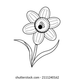 Abstract Hand Drawn Flower Plant Narcissus Botanic Floral Nature Bloom Doodle Concept Vector Design Outline Style On White Background Isolated