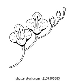 Abstract Hand Drawn Freesia Flower Plant Botanic Floral Nature Bloom Doodle Concept Vector Design Outline Style On White Background Isolated