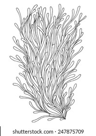 Abstract hand drawn illustration. Decorative design element. Vector sketch of sea plant.